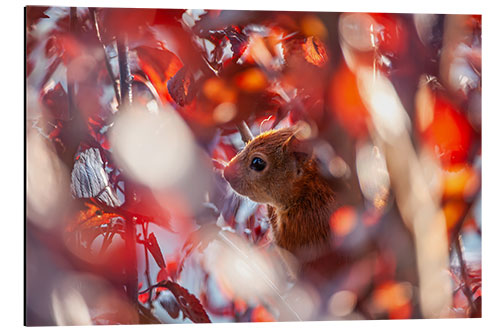 Aluminium print Squirrels in the Autumn Leaves