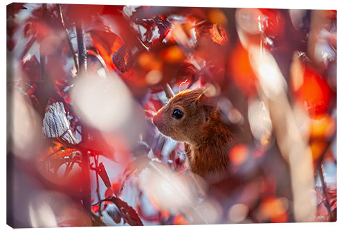 Leinwandbild Eichhörnchen im Herbstlaub