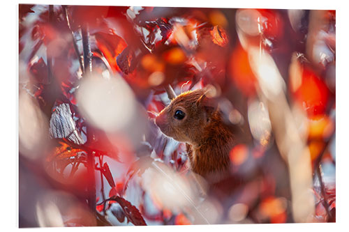 Foam board print Squirrels in the Autumn Leaves