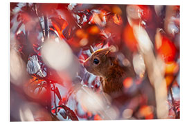 Foam board print Squirrels in the Autumn Leaves