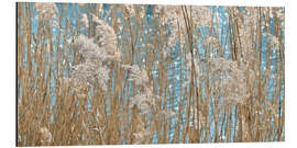 Aluminium print Golden Grasses