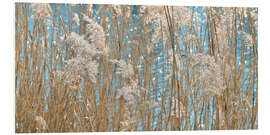 Foam board print Golden Grasses