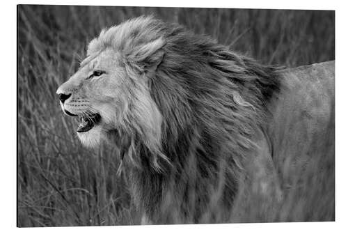 Tableau en aluminium Side profile of a lion, Tanzania