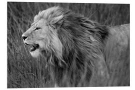 Foam board print Side profile of a lion, Tanzania