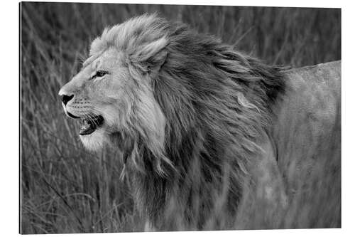 Galleritryck Side profile of a lion, Tanzania