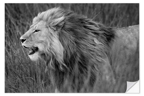 Selvklebende plakat Side profile of a lion, Tanzania