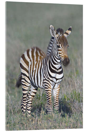 Acrylglas print Burchell's Zebra Colt, Ngorongoro, Tanzania