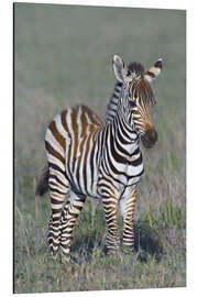 Tableau en aluminium Burchell's Zebra Colt, Ngorongoro, Tanzania