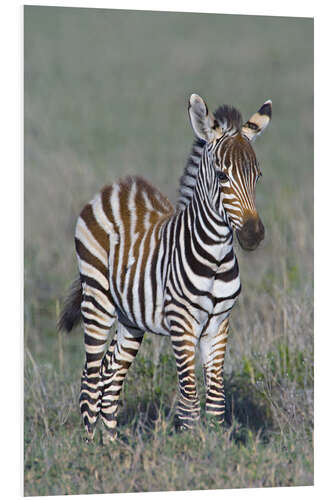 Tableau en PVC Burchell's Zebra Colt, Ngorongoro, Tanzania