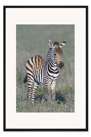 Gerahmter Kunstdruck Burchell's Zebrajunges, Ngorongoro-Schutzgebiet, Tansania