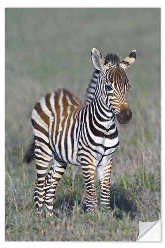 Selvklebende plakat Burchell's Zebra Colt, Ngorongoro, Tanzania