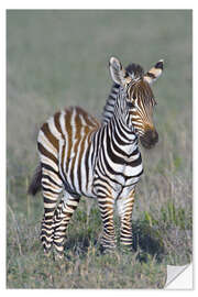 Naklejka na ścianę Burchell's Zebra Colt, Ngorongoro, Tanzania