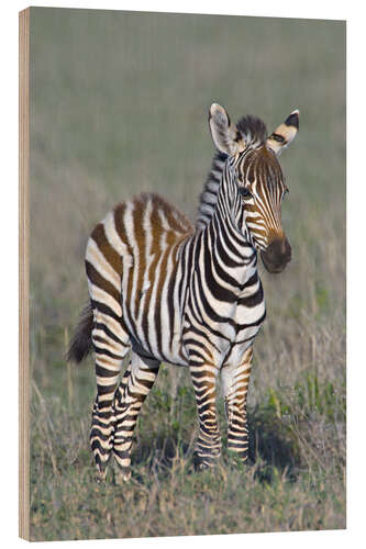 Holzbild Burchell's Zebrajunges, Ngorongoro-Schutzgebiet, Tansania