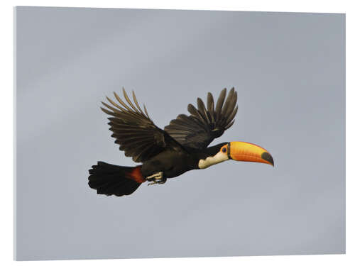 Acrylic print Toco toucan in flight, Brazil