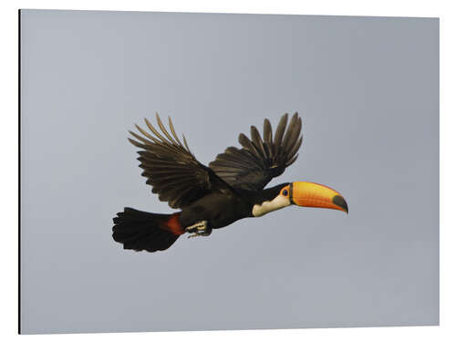 Stampa su alluminio Toco toucan in flight, Brazil