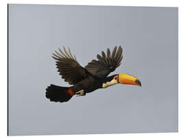 Tableau en aluminium Toco toucan in flight, Brazil