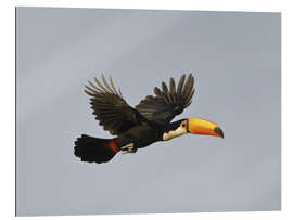 Gallery print Toco toucan in flight, Brazil