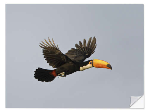 Sticker mural Toco toucan in flight, Brazil