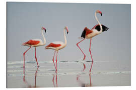 Tableau en aluminium Greater flamingos, Ngorongoro, Tanzania