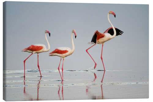 Canvas print Greater flamingos, Ngorongoro, Tanzania