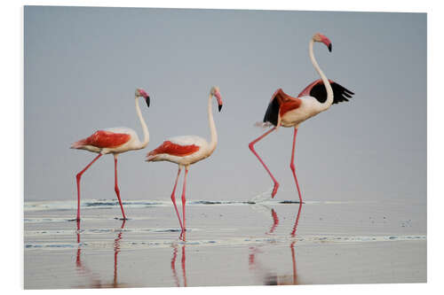 Print på skumplade Greater flamingos, Ngorongoro, Tanzania