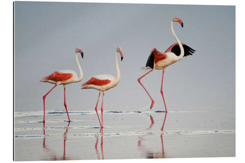 Gallery print Greater flamingos, Ngorongoro, Tanzania