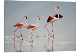 Tableau en plexi-alu Greater flamingos, Ngorongoro, Tanzania