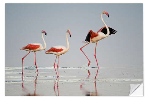 Wandsticker Große Flamingos, Ngorongoro, Tansania