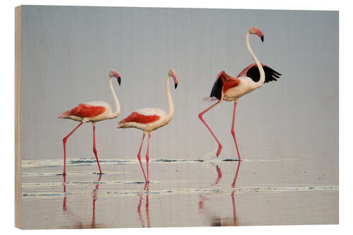 Trebilde Greater flamingos, Ngorongoro, Tanzania