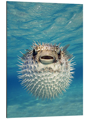 Aluminiumtavla Close-up of a Puffer fish, Bahamas