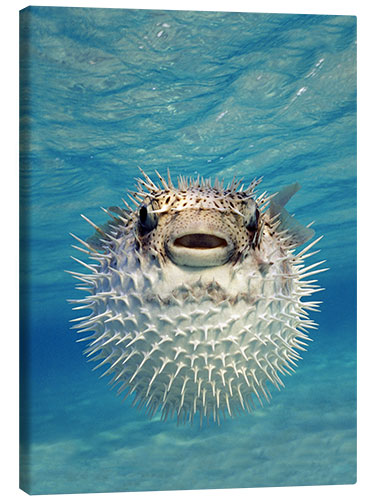 Stampa su tela Close-up of a Puffer fish, Bahamas