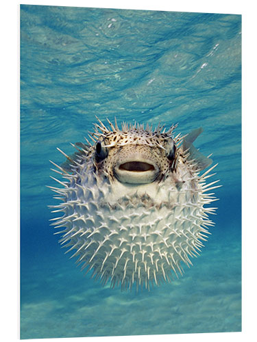 Tableau en PVC Close-up of a Puffer fish, Bahamas