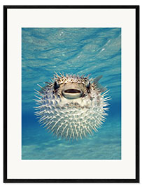 Framed art print Close-up of a Puffer fish, Bahamas