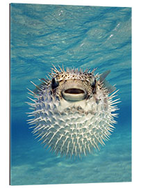 Gallery print Close-up of a Puffer fish, Bahamas