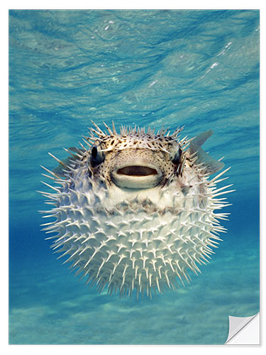 Selvklebende plakat Close-up of a Puffer fish, Bahamas