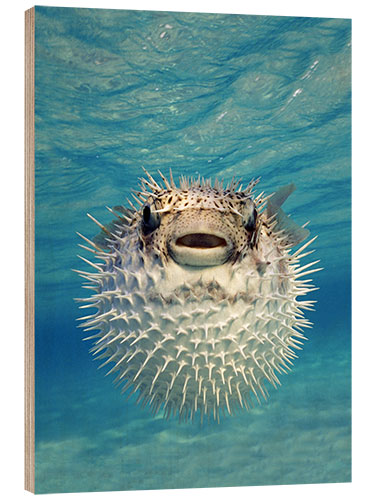 Obraz na drewnie Close-up of a Puffer fish, Bahamas