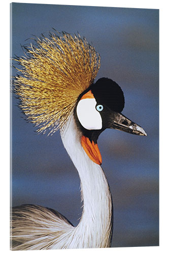 Cuadro de metacrilato Crowned Crane, Tanzania, Africa