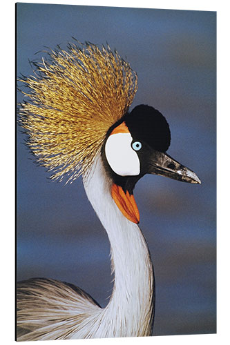 Stampa su alluminio Crowned Crane, Tanzania, Africa