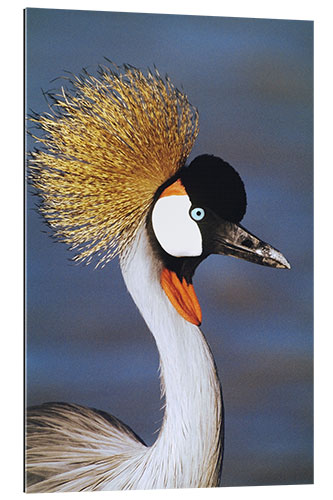 Galleritryck Crowned Crane, Tanzania, Africa