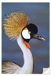 Sticker mural Crowned Crane, Tanzania, Africa