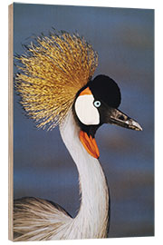 Tableau en bois Crowned Crane, Tanzania, Africa - Todd Gustafson