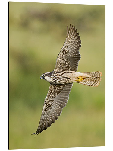 Stampa su alluminio Lanner falcon flying, Lake Manyara, Tanzania