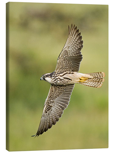 Tableau sur toile Lanner falcon flying, Lake Manyara, Tanzania