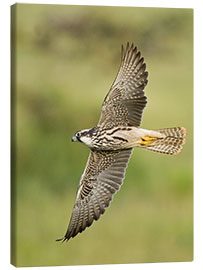 Canvas print Lanner falcon flying, Lake Manyara, Tanzania