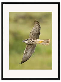 Gerahmter Kunstdruck Lannerfalke fliegend, Manyarasee, Tansania