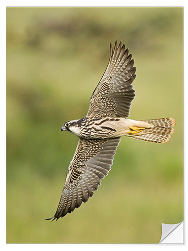 Selvklebende plakat Lanner falcon flying, Lake Manyara, Tanzania