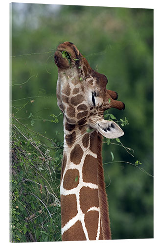 Akrylbillede Reticulated Giraffe, Samburu, Kenya