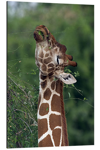 Print på aluminium Reticulated Giraffe, Samburu, Kenya