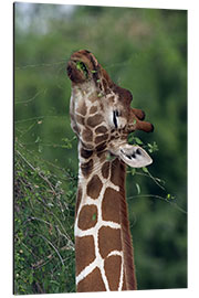 Quadro em alumínio Reticulated Giraffe, Samburu, Kenya