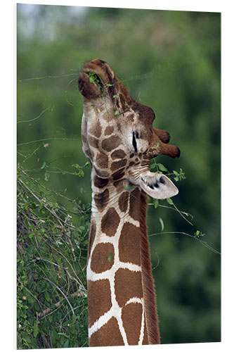 Foam board print Reticulated Giraffe, Samburu, Kenya